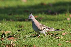 Crested Pigeon